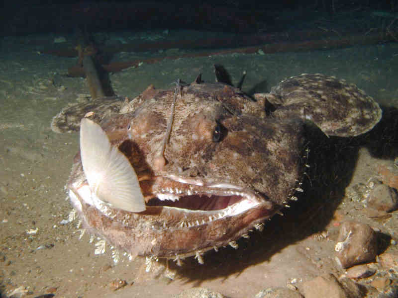 Angler fish feeding on cod.