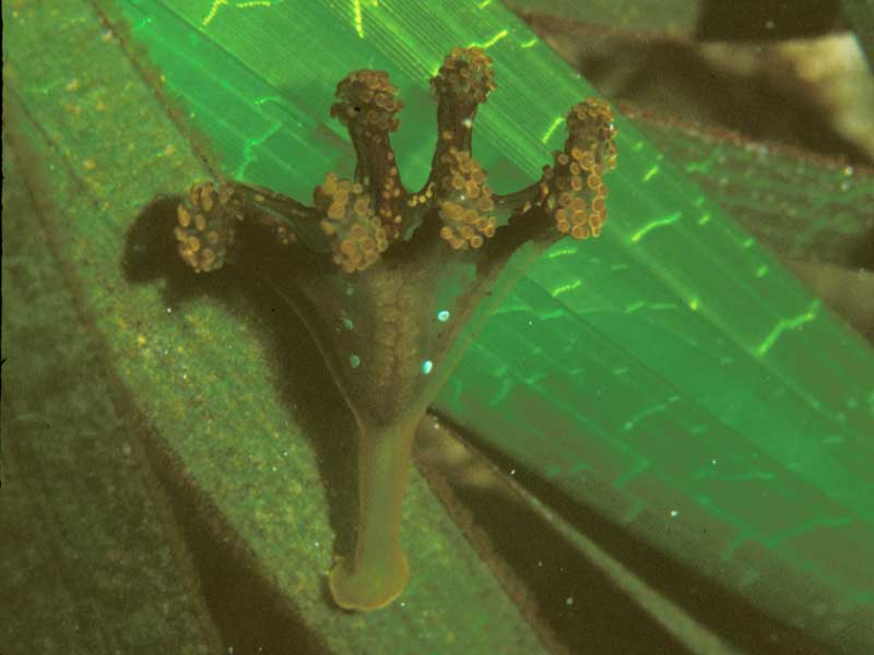 Image: Calvadosia campanulata.