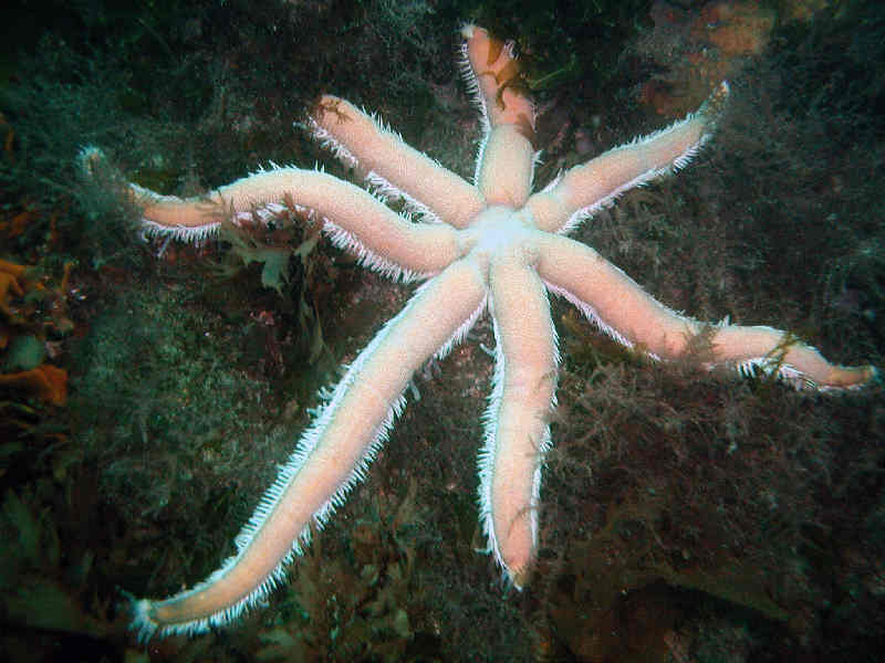 Luidia ciliaris, the seven armed stafish.