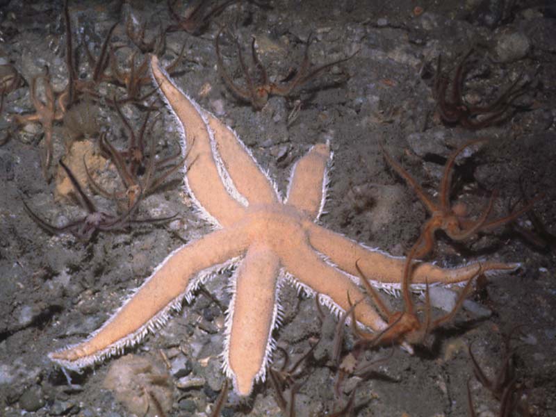 Large seven-armed starfish amongst brittle stars.