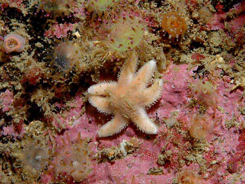 Luidia ciliaris on the western side of the Eddystone reef, Plymouth.