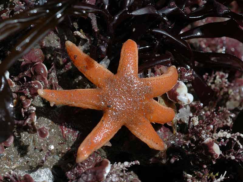 Small orange Luidia ciliaris individual.