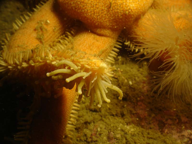 Close up view of Luidia ciliaris arms and tube feet.