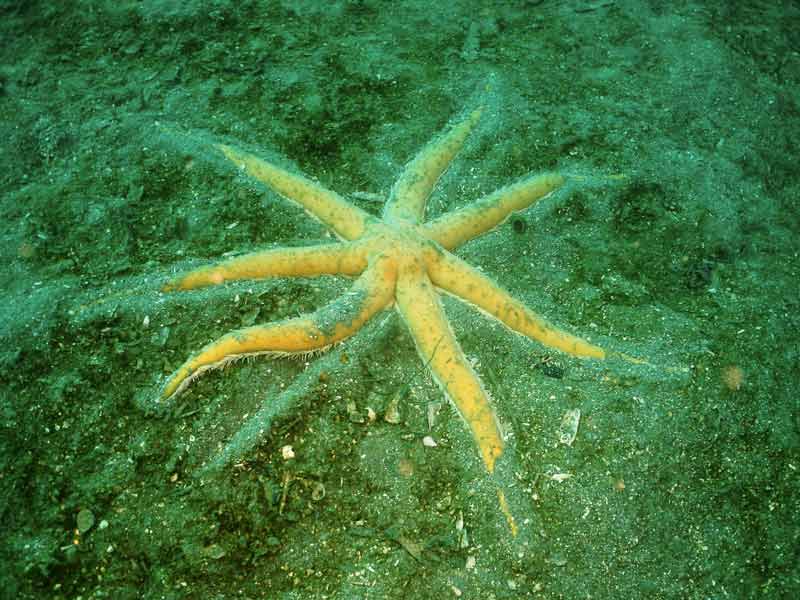 Luidia ciliaris on a sandy seabed.