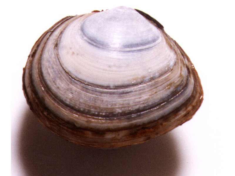 Macoma balthica.