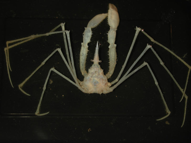 Image: Macropodia tenuirostris.