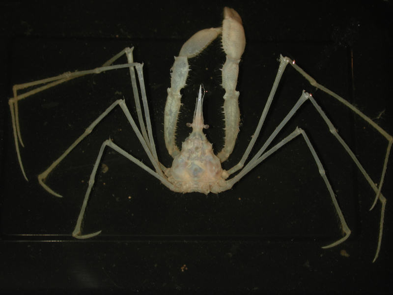 Macropodia tenuirostris.