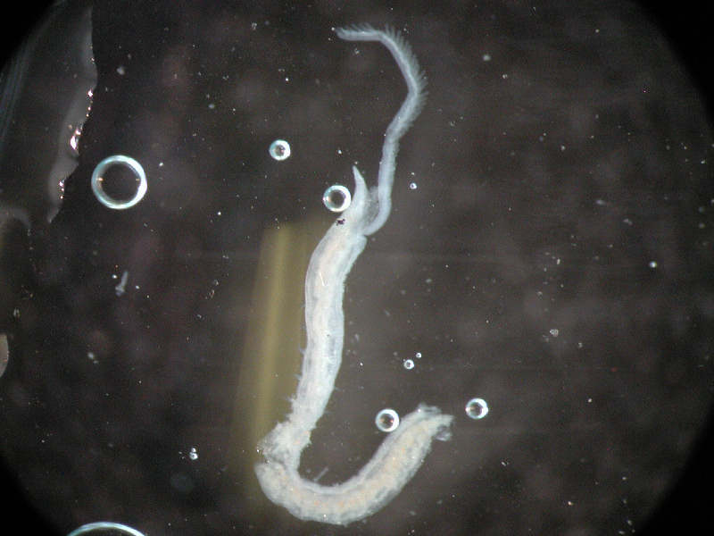 Image: Magelona filiformis highlighting transparent body wall and pale pink gut.