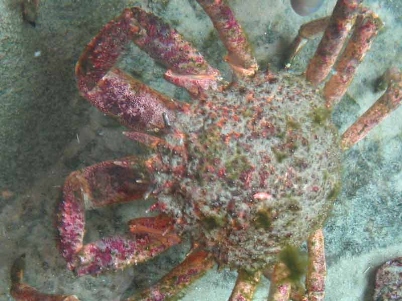 Colourful carapace of Maja brachydactyla.