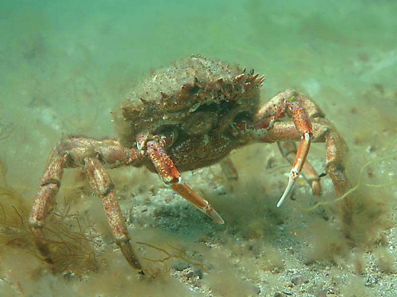 Maja brachydactyla in the Channel Isles.