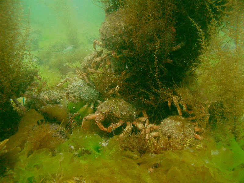 Maja brachydactyla aggregation around a stand of japweed.