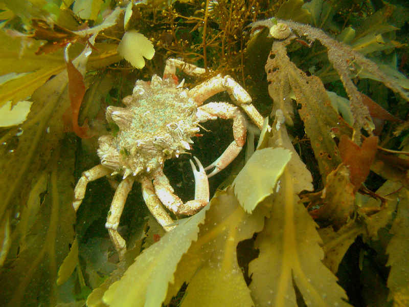 Maja brachydactyla exhibiting barnacle infestation.