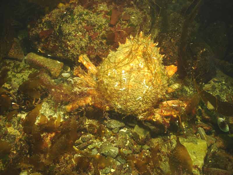 Maja brachydactyla covered in seaweed strands.