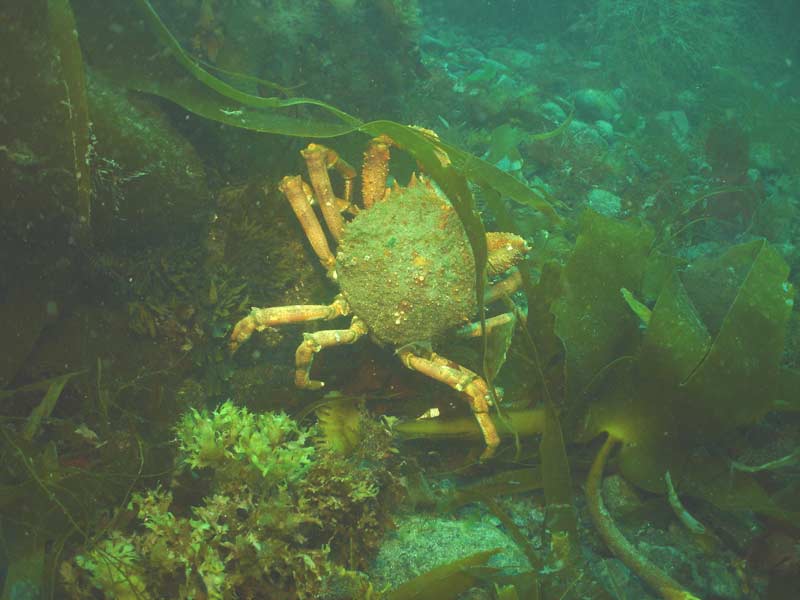 Maja brachydactyla crawling along the seabed.