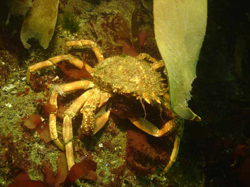 Maja brachydactyla feeding.