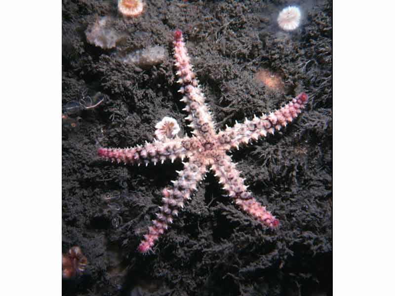 Image: Small spiny starfish.