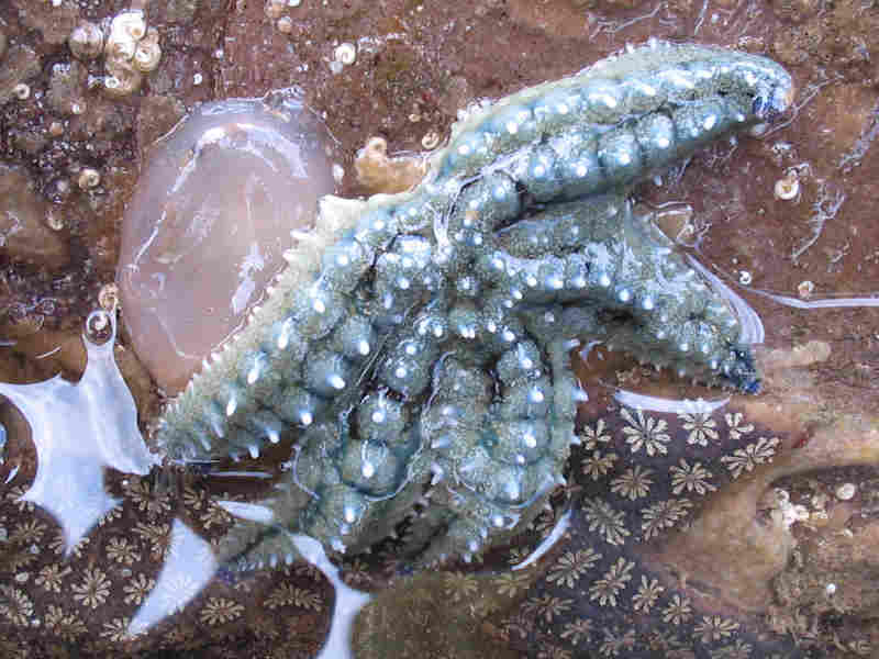 Marthasterias glacialis with Corella sp. and Botrylloides schlosseri under boulder.