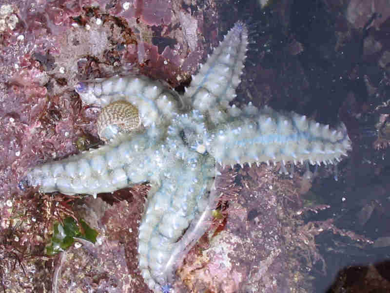 Marthasterias glacialis in rockpool.