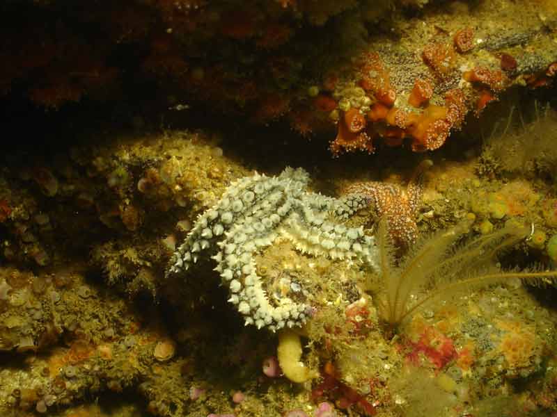 Marthasterias glacialis crawling under an overhand.