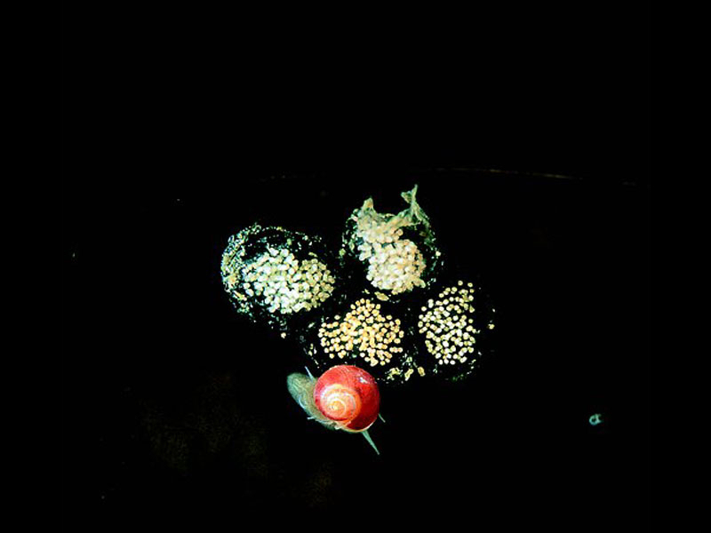 Margarites helicinus with eggs.