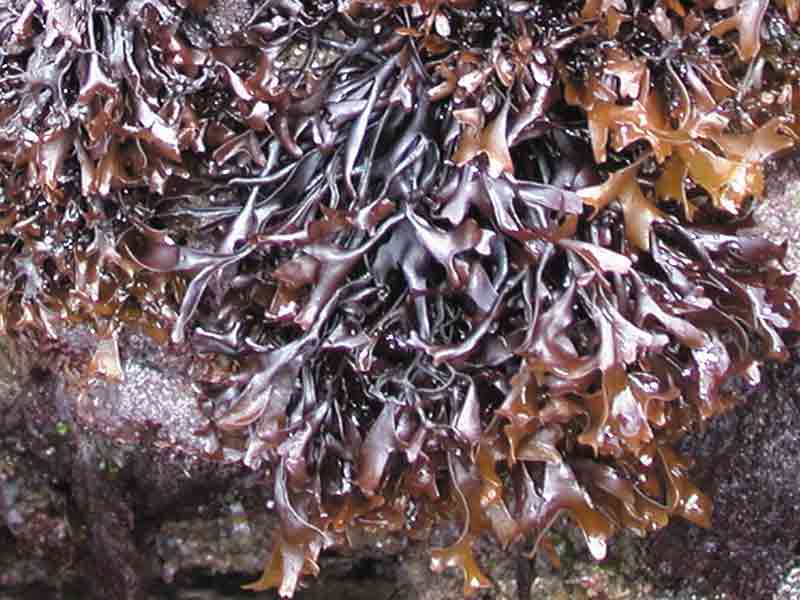 The seaweed Mastocarpus stellatus.