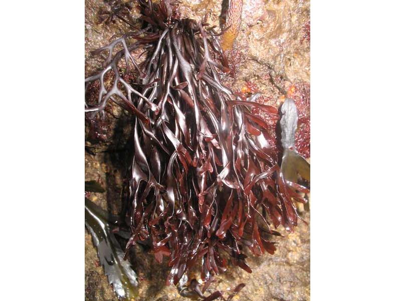 Mastocarpus stellatus hanging, exposed at low tide.