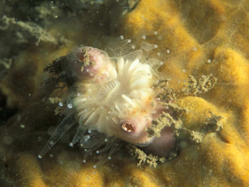 The barnacle Adna anglica growing on a cup coral.