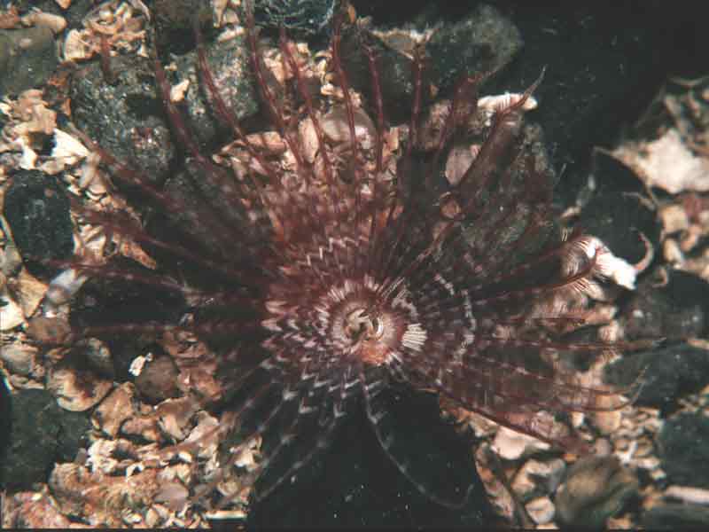 Acromegalomma vesiculosum.