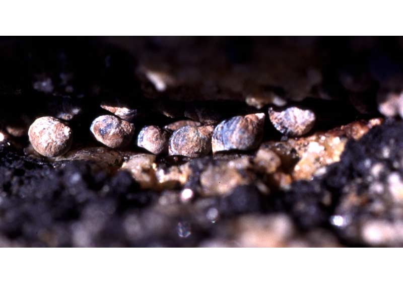 Melarhaphe neritoides in high shore crevice.