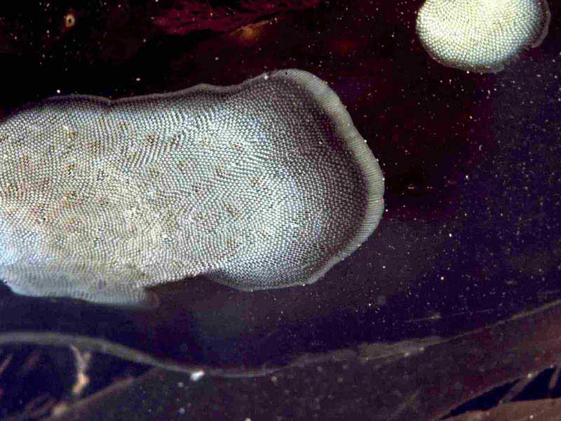 Membranipora membranacea.