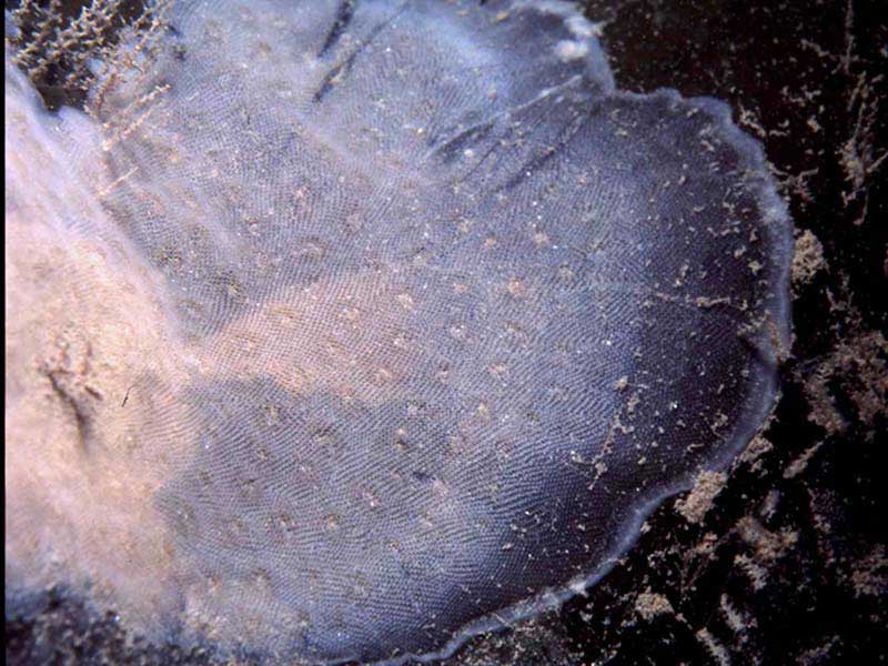 Membranipora membranacea colony on kelp frond.