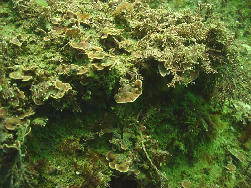 Mesophyllum lichenoides with hydroids.