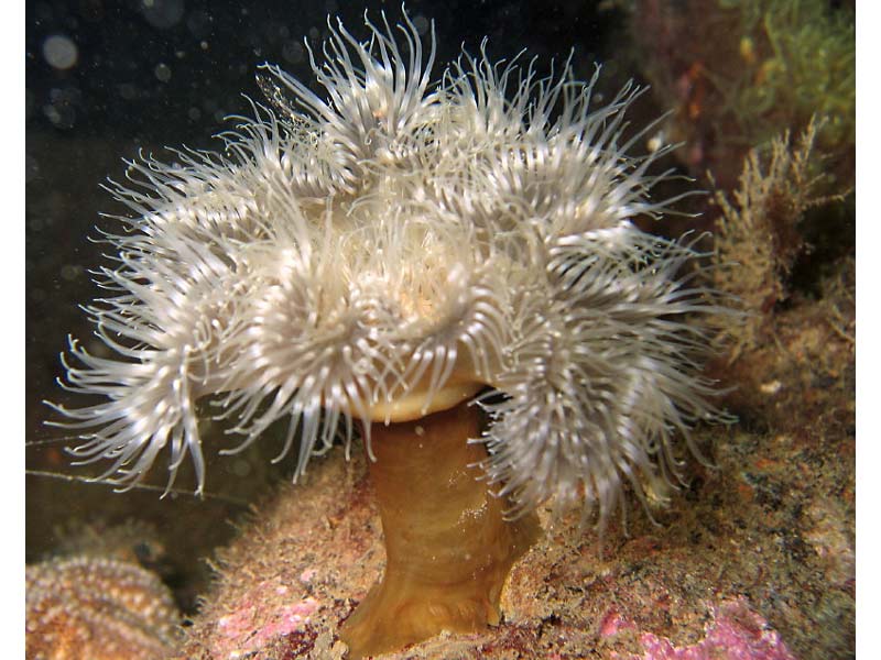 Metridium senile in Scapa Flow, Orkneys.