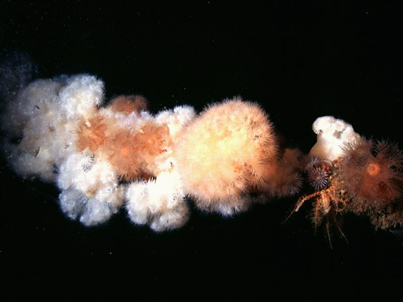 Plumose anemone on a cable.