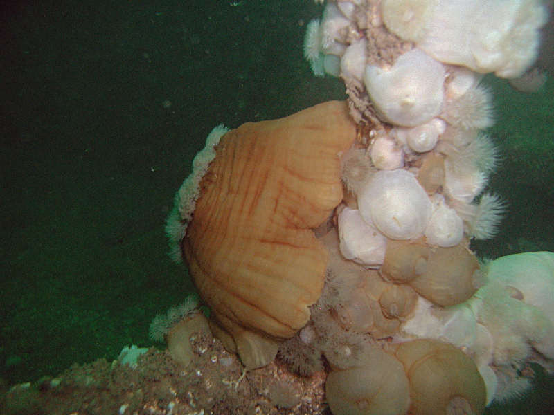 Metridium senile seemingly 'on the move', HMS Scylla.