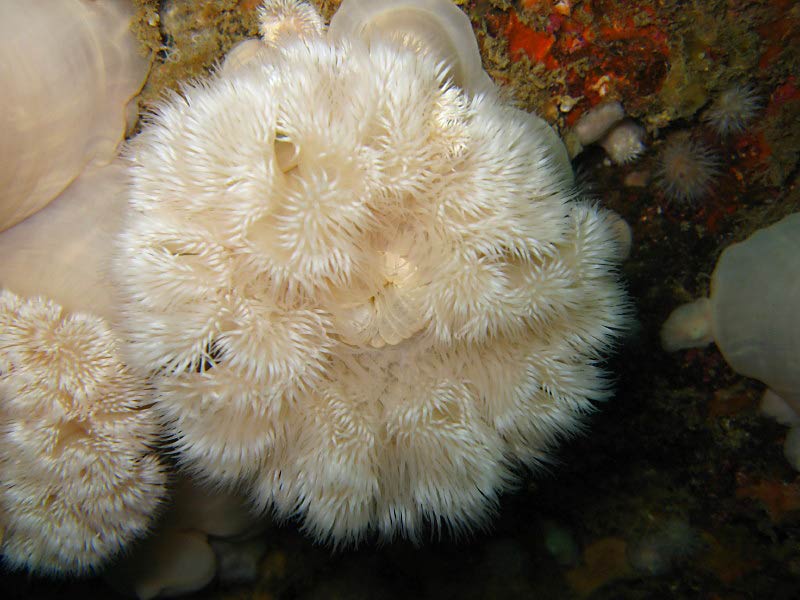 Close up of Metridium senile on Raglan Reef, Manacles, south-west Cornwall.