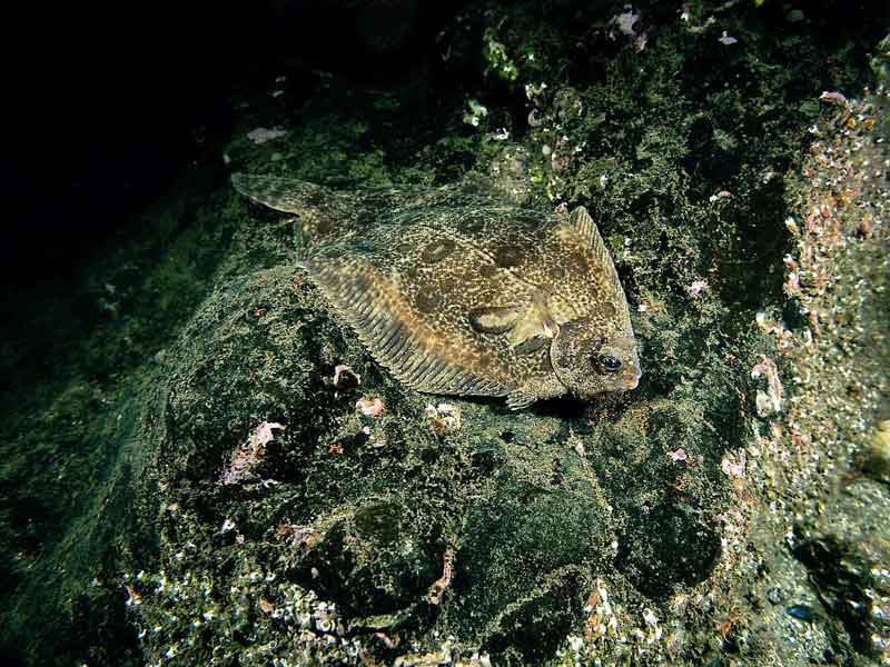 Microstomus kitt swimming along the seabed.