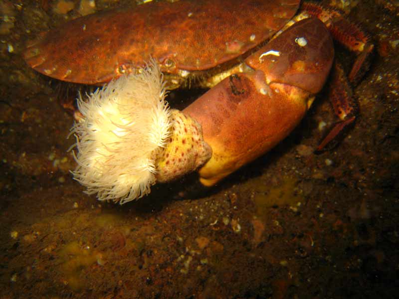 A parasitic anemone on the claw of the edible crab, Cancer pagurus.