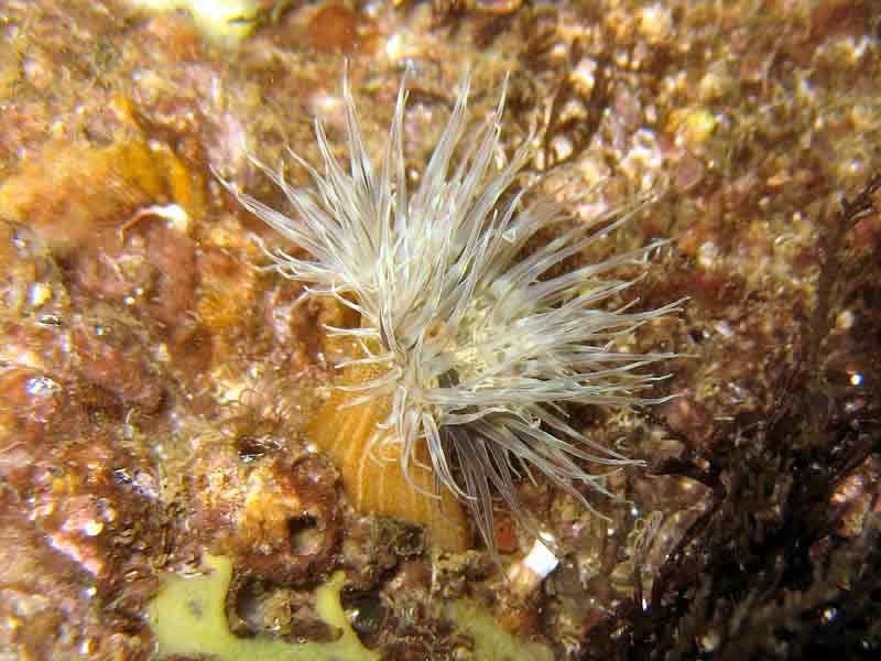 An orange-striped anemone at Porthallow, showing striped orange scaphus.