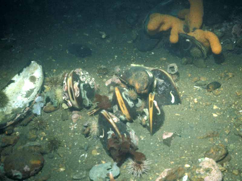 Group of horse mussels in sediment.