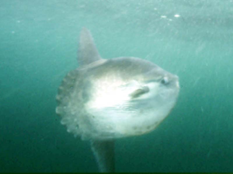 Mola mola, the sunfish.