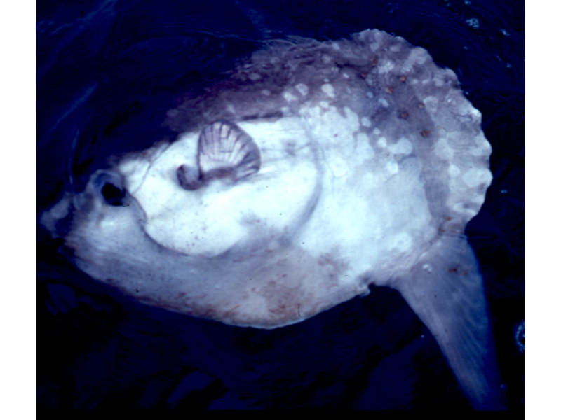 Mola mola, the sunfish.