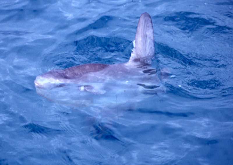 Image: Sunfish basking on its side at surface.
