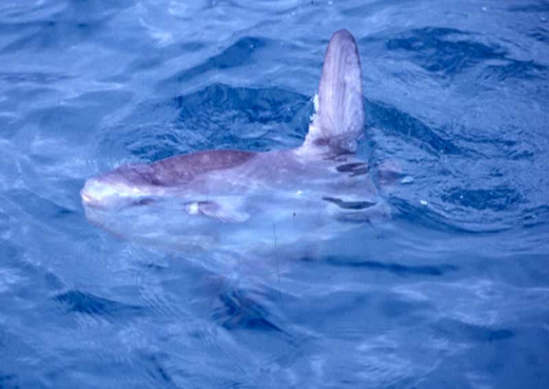 Sunfish basking on its side at surface.