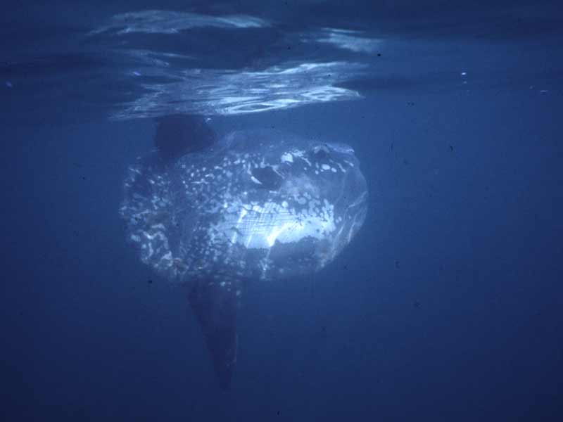 Sunfish fin at surface.