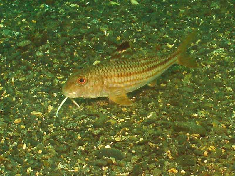 Mullus surmuletus over a gravel seabed.