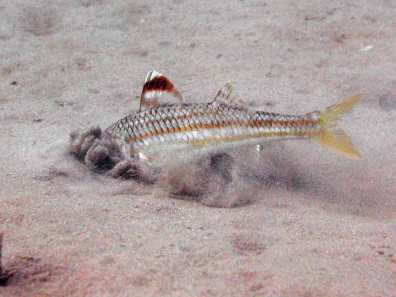 Image: Mullus surmuletus foraging in sand.