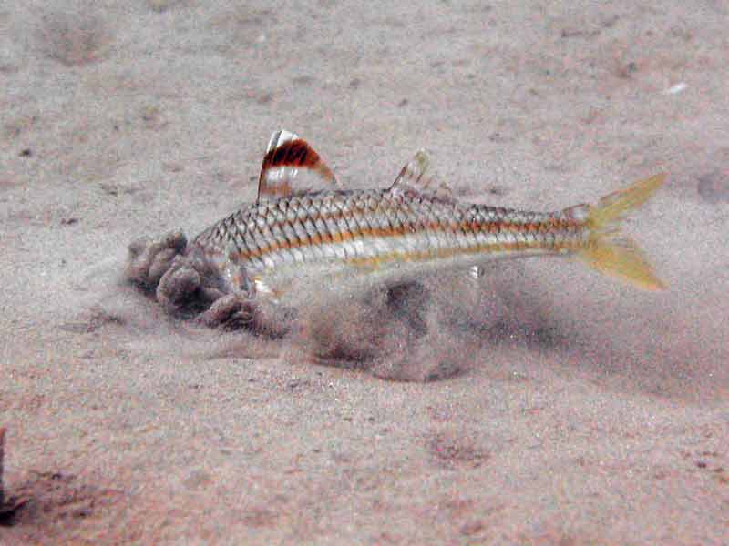 Mullus surmuletus foraging in sand.