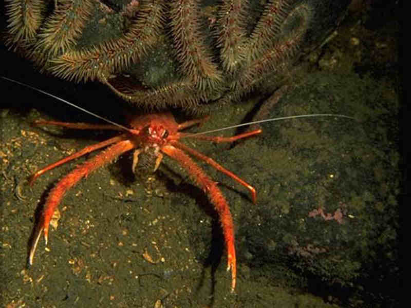 Munida rugosa amongst brittlestars.