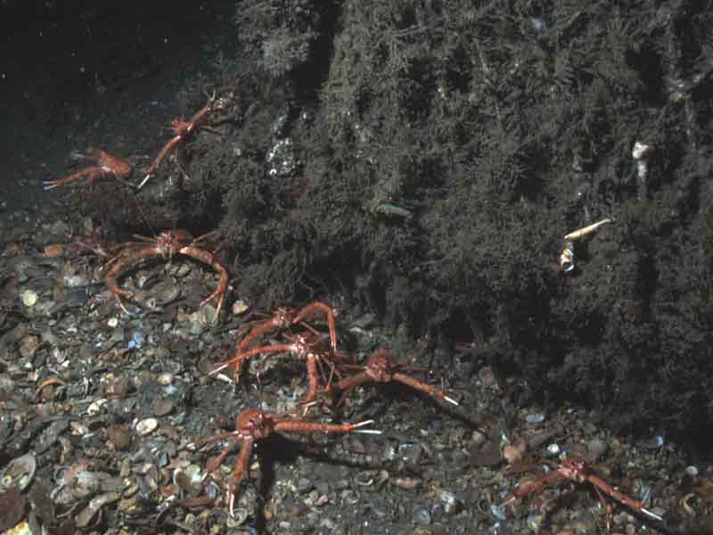 Munida rugosa on lost lobster pots.